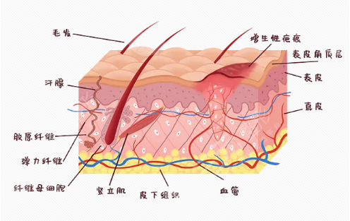  How about plastic surgery in Zhongshan First Hospital