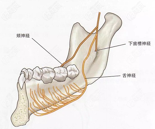  How long can the numbness of the lower lip subside after dental implants