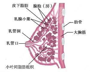 新出爐的西南醫(yī)院美容整形科價目表