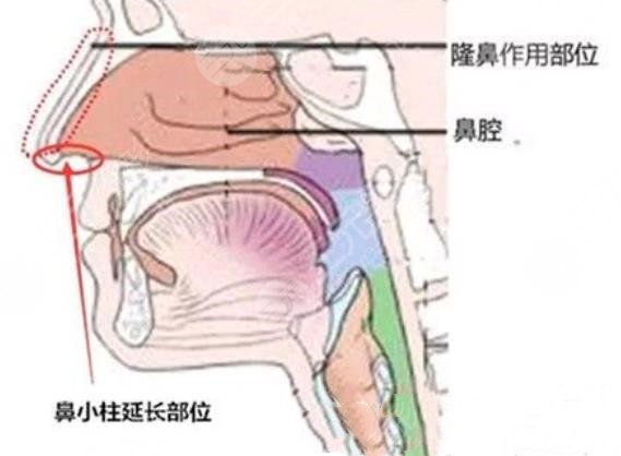 上海鼻王排行榜