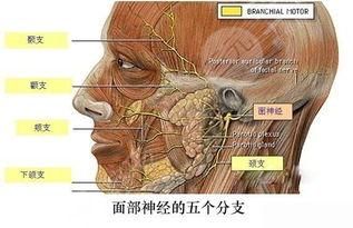 毛健清吸脂怎么樣