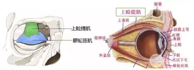 注射肉注射瘦脸眼皮下垂