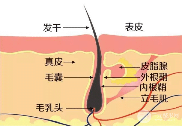 掉頭發(fā)怎么治療