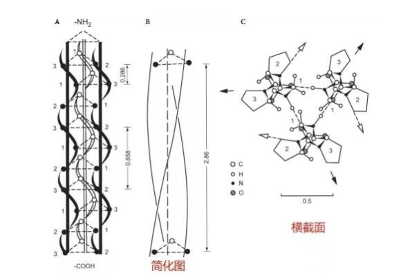 膠原蛋白面部填充能管多久