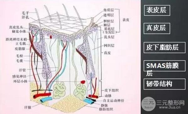 膠原蛋白面部填充能管多久