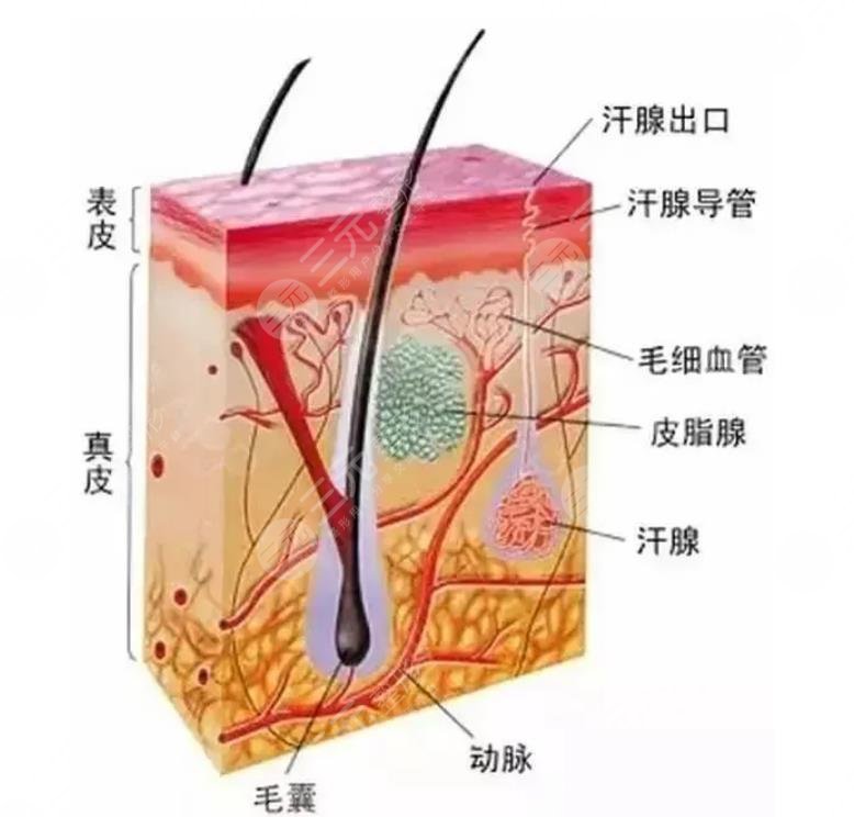 頸紋就像一圈圈年輪