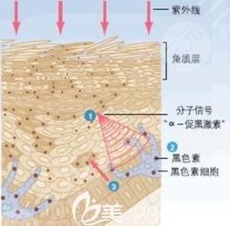 武汉同济冯幼平怎么样