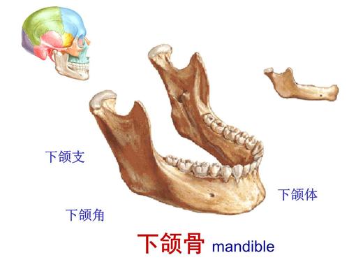 楊輝俊下頜角案例分享