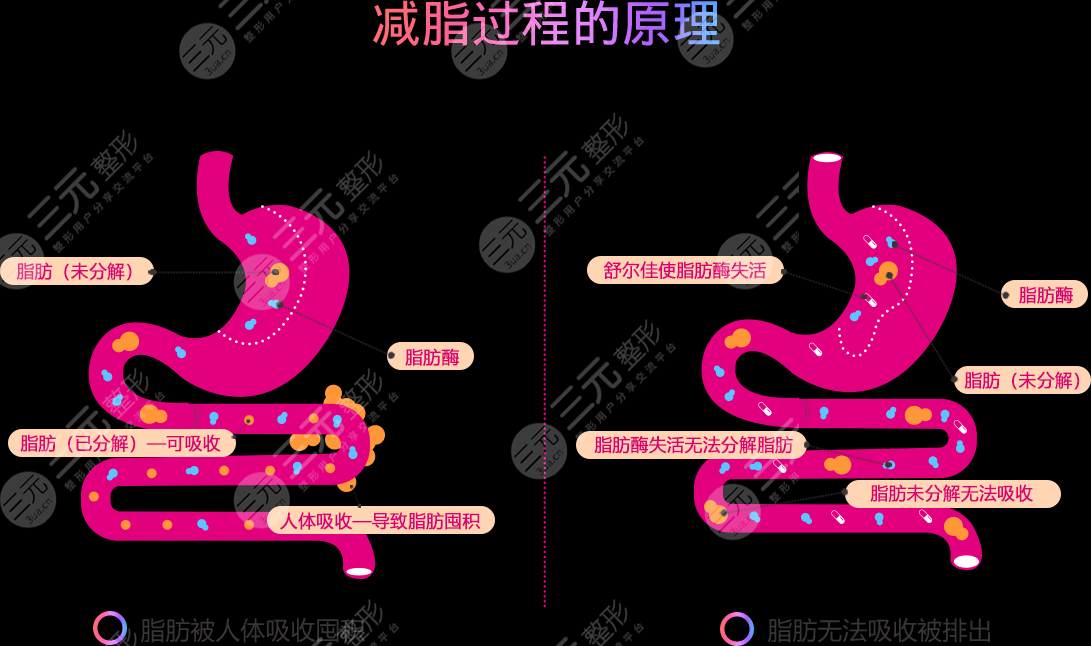 奧利司他膠囊減肥果怎樣