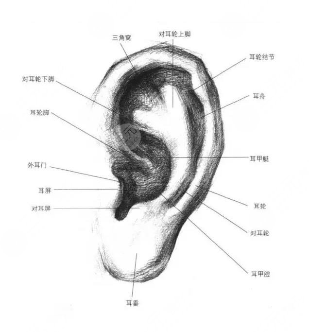 風(fēng)靡整個(gè)醫(yī)美圈的“顱耳角在30°-60°之間”難道只是曇花一現(xiàn)