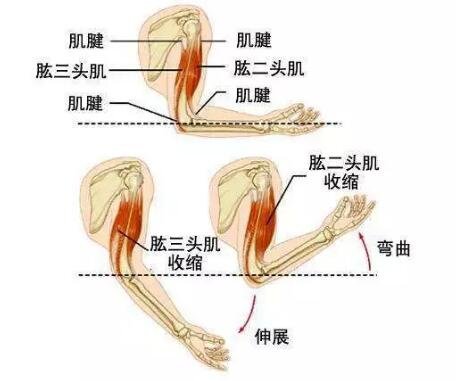 痩肩&