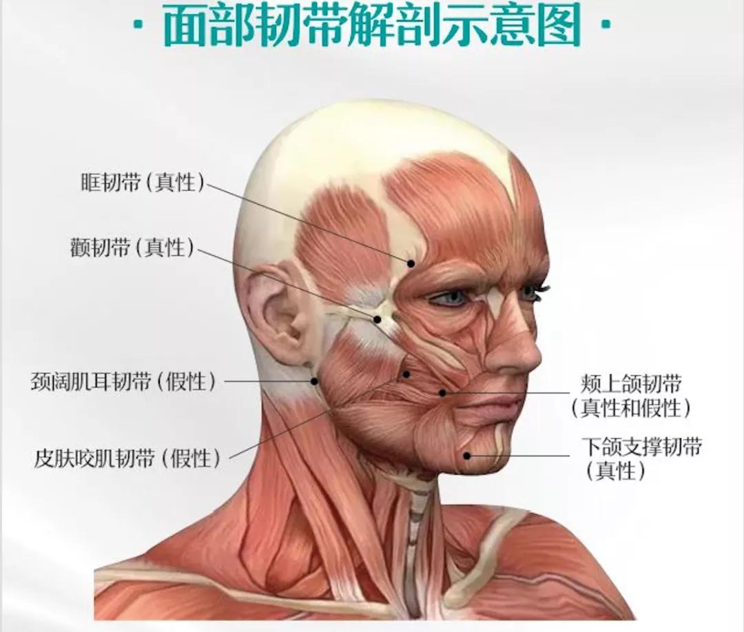 真韧带锚定添加支撑力眶韧带,从眶外颞骨膜垂直到皮肤表皮层,可改善眉