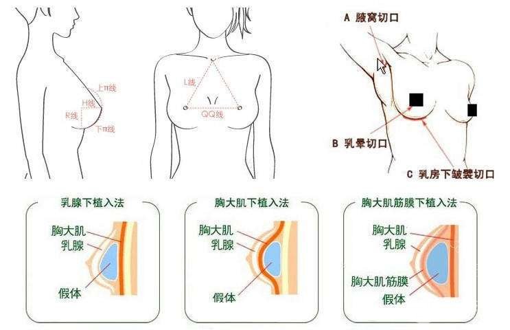 c罩杯多大胸圖片欣賞