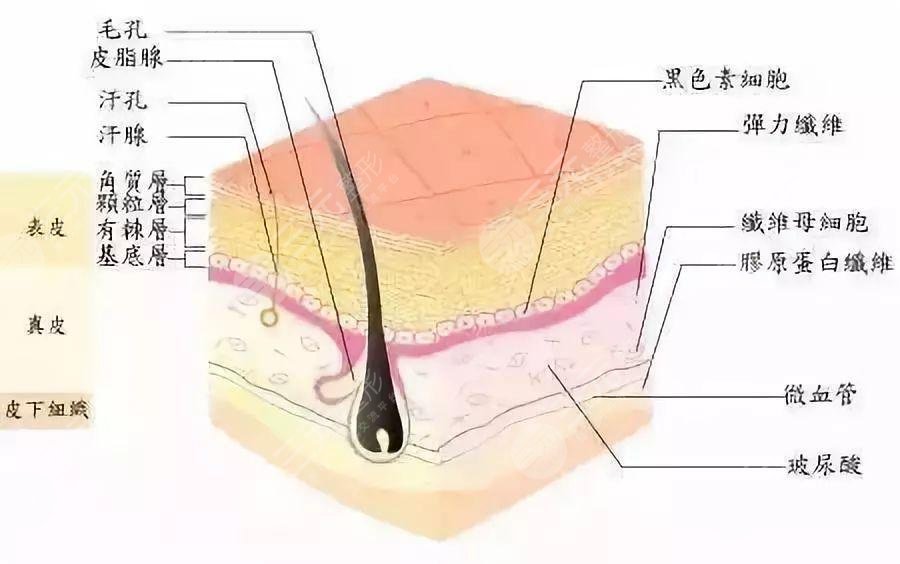 玻尿酸成分是什么東西