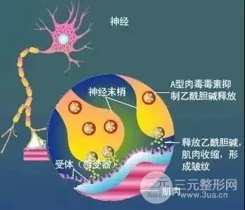 rd素除皱