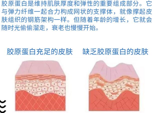 膠原蛋白誰都想要