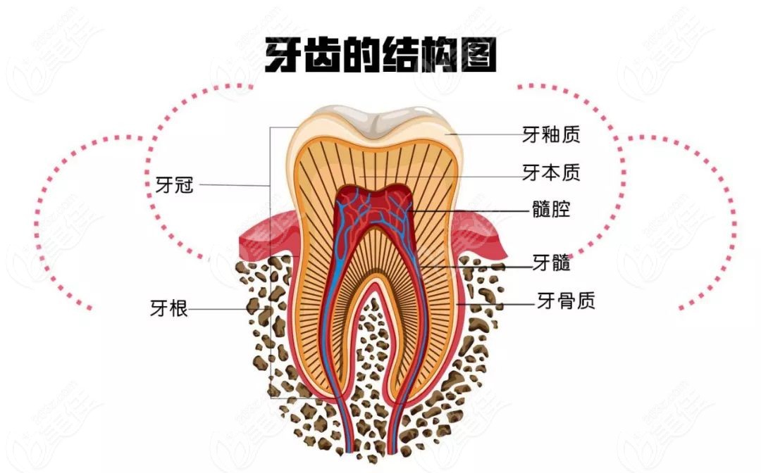 了解显微镜根管治疗有必要吗之前