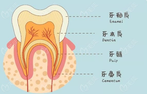 根管治疗后牙齿能用多久