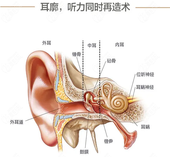 國內(nèi)外能做medpor支架造耳的醫(yī)院醫(yī)生名單