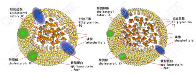 說冷凍溶脂沒有效果沒有用