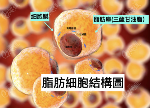 面部脂肪填充后多久才算存活下來