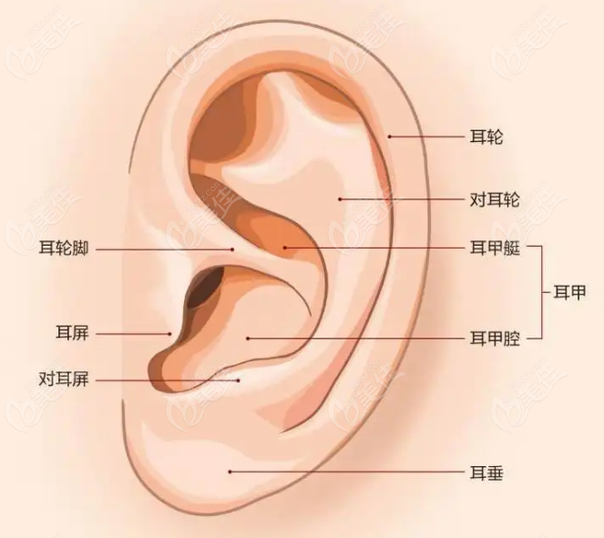 广州耳再造医院排名前三