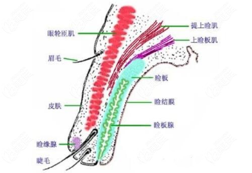 prak雙眼皮和kiss雙眼皮有什么區(qū)別