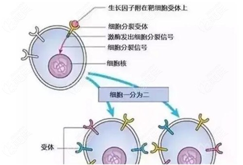 臉上打多少生長因子會(huì)引起瘋長