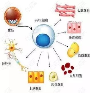 act自體有核細(xì)胞療法哪里可以做