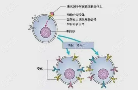 ?郑州做生长因子取出的医生都有谁