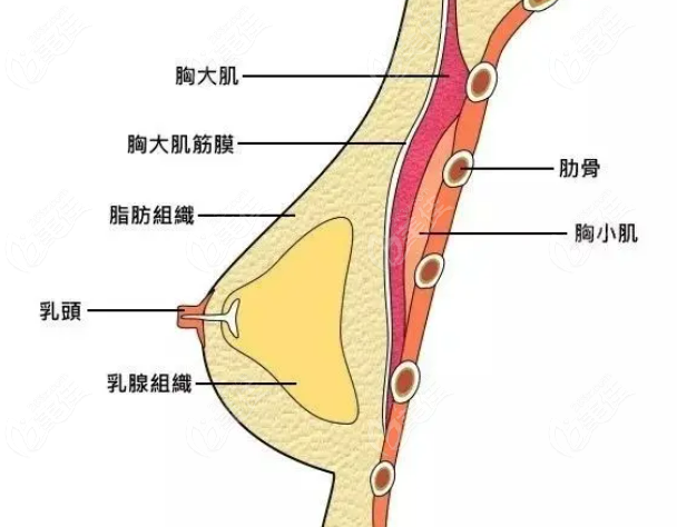 國(guó)內(nèi)沸騰溝豐胸術(shù)醫(yī)生排行榜