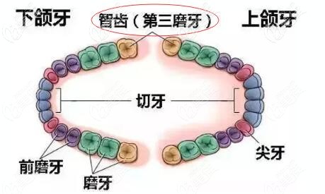 聽說智齒可以代替大牙