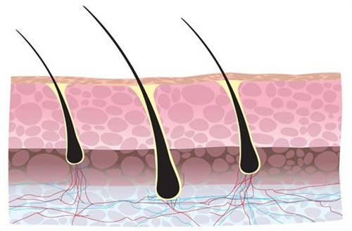 强健毛囊的三点有效方法