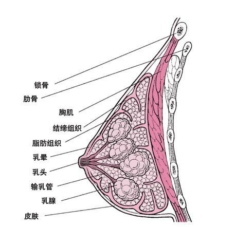 胸部结构