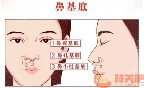 鼻基底